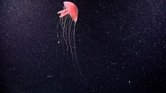 A pink deep-sea jellyfish glowing against dark ocean water