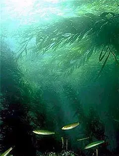 Sunlight filtering through an underwater forest of giant kelp.