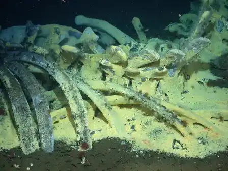 Whale bones on the deep seafloor surrounded by marine life.