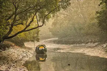 Mangrove forest and water in the Sundarbans.