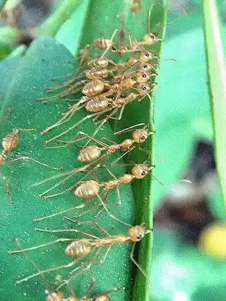 Weaver ants pulling leaf edges together to construct their nest.