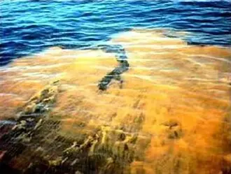 A red algal bloom discoloring coastal water.