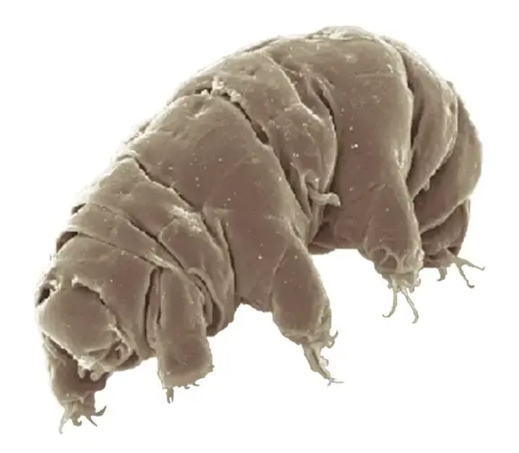 Scanning electron micrograph of a tardigrade with its eight short legs.