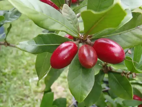 The red fruit of the miracle berry plant.