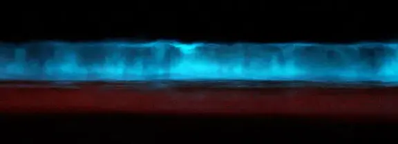 Bioluminescent dinoflagellates illuminate a breaking ocean wave with bright blue light.