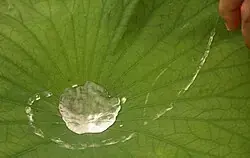 Water beading on a lotus leaf.