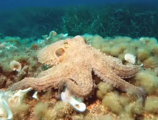 An octopus spreading its arms across a rocky seafloor.