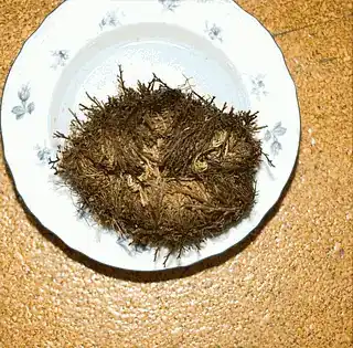 A dry, curled resurrection plant resting in a dish.