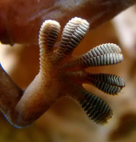 The toe pads of a gecko pressed against glass.