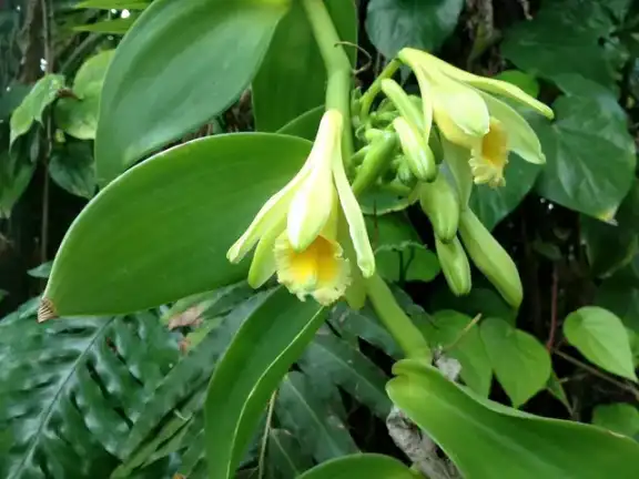 Flowers of the vanilla orchid Vanilla planifolia.