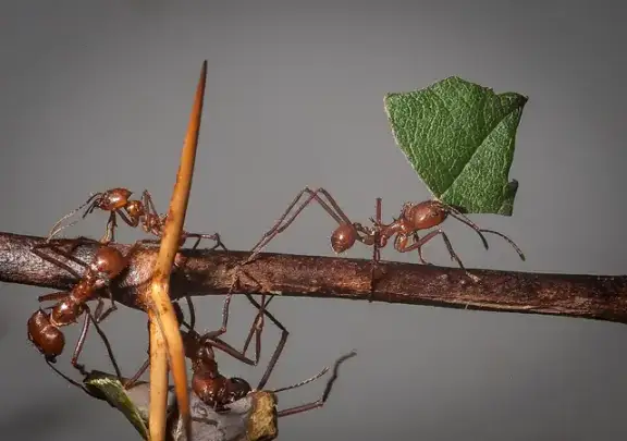 Leafcutter ants carrying pieces of green leaves along a branch.