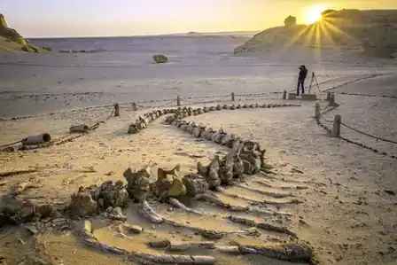 Fossil whale remains exposed in the desert at Wadi Al-Hitan, Egypt.