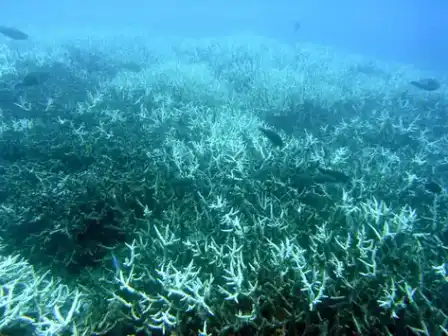 Pale, bleached coral beneath blue tropical water.