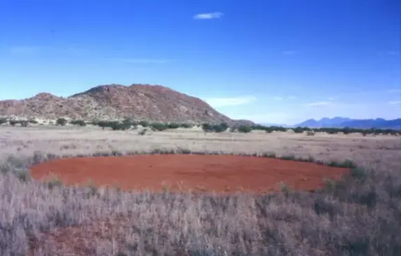 A circular bare patch surrounded by grass in Namibia's Marienfluss valley.
