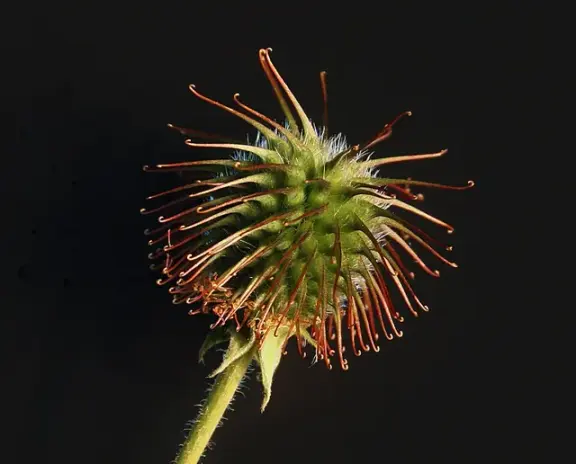 A close-up of a bur, a natural model for hook-and-loop fasteners.