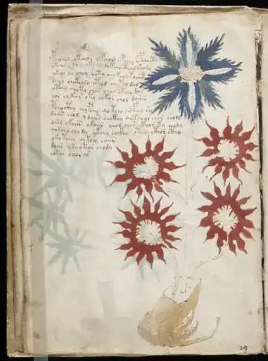 Voynich manuscript: A page from the mysterious Voynich manuscript, which is undeciphered to this day.