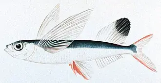 An illustration of a sailfin flying fish with its enlarged fins spread.