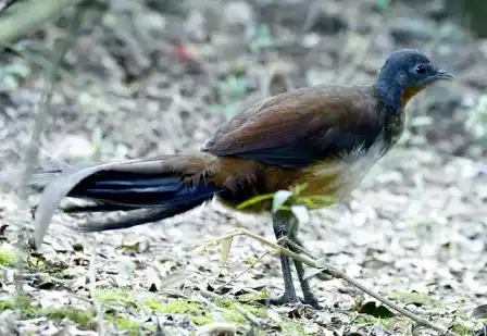An Albert's lyrebird walking across the forest floor in Australia.