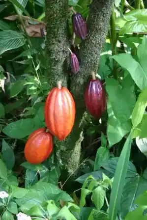 Ripening cocoa pods growing on a cacao tree.
