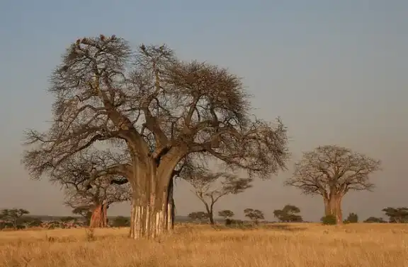 A baobab tree rising above dry savanna in Tanzania.