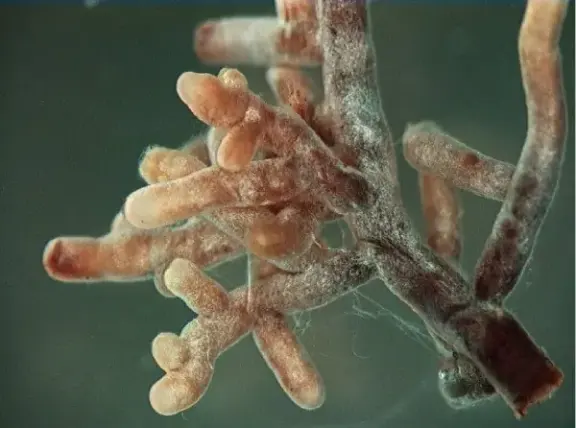 A close view of fungal mycelia surrounding plant root tips.