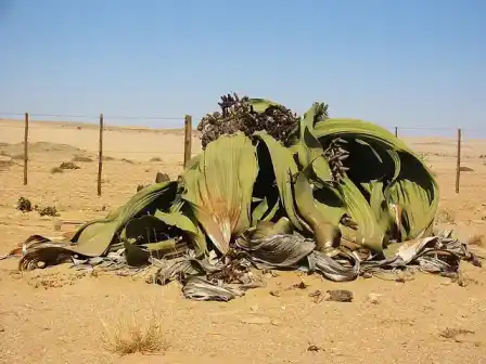 A Welwitschia plant spreading long, weathered leaves across desert ground.