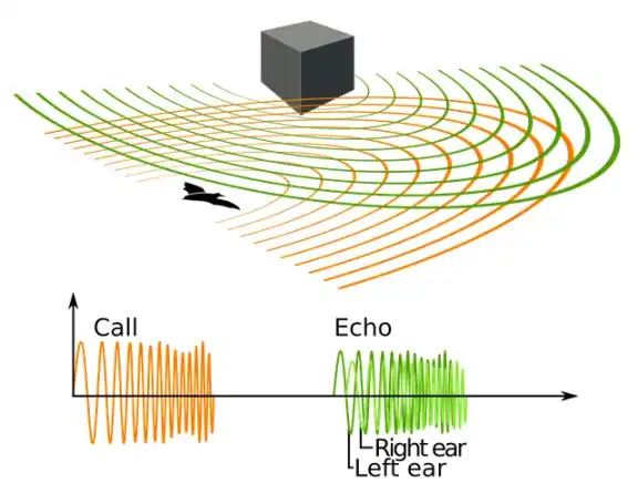 Diagram showing how an animal detects an object through returning echoes.