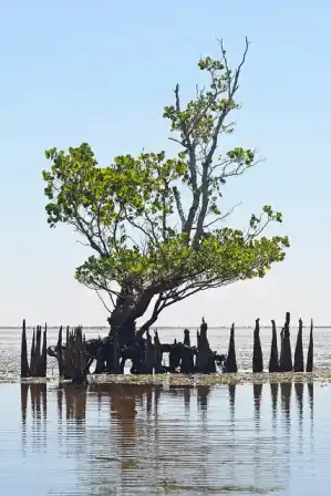 A mangrove tree and exposed roots standing in shallow coastal water.