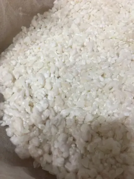 Rice colonized by kōji mould.