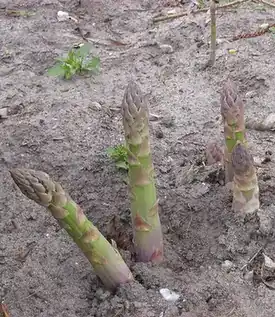 Asparagus stalks; the English folk-etymological form “sparrowgrass” refers to this vegetable.